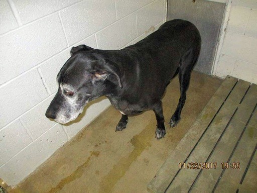 Black Dane - 2017Nov26