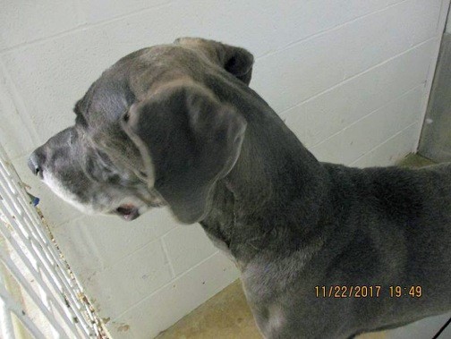 Blue Dane - 2017Nov26