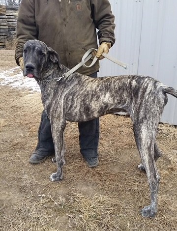 Gomer_01 - 2018Mar07