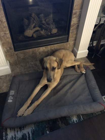 Sampson 7 month old fawn