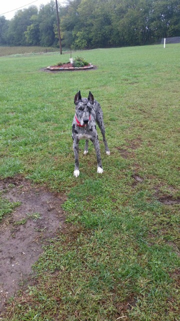 Loui - Adopted Feb 2019