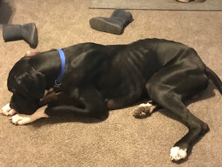 Max adopted March 2019