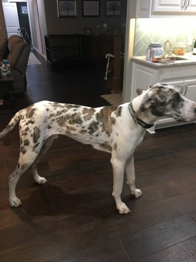 Moose- 11 months old