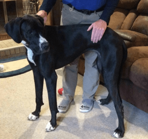 Maggie-Adopted April 2019