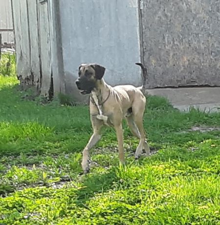 Wyatt-adopted April 2019