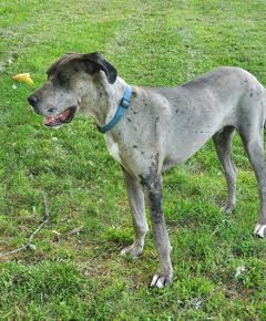 Max-1-year-old merle male