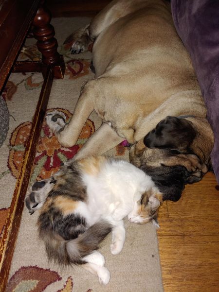 Gracie-5-year-old-female-mastiff