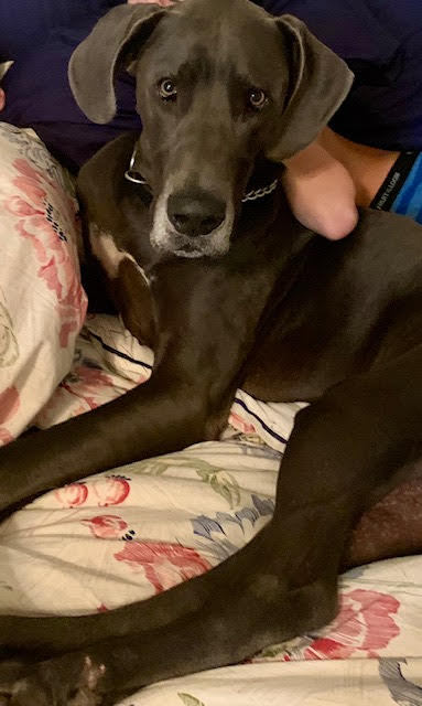 Blue two and a half year old male