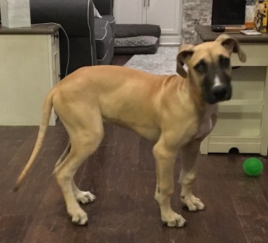 Honey Four and a half month old fawn 2