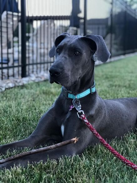 Indie 13 month old blue female