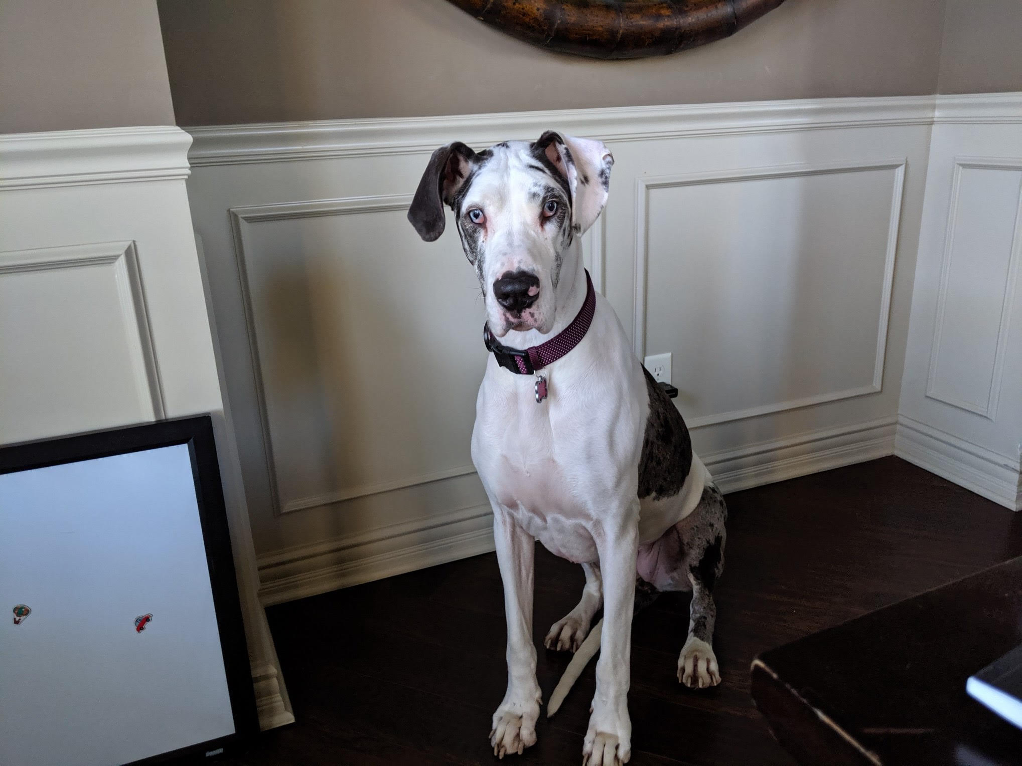 Betty-four-year-old harl 2