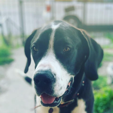 Scout -1 yr old Mantle male 3