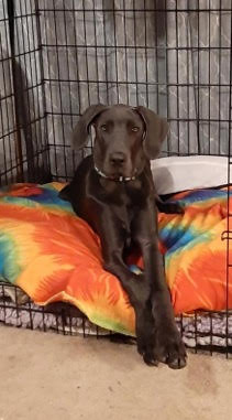 Josie 6 months adopted june 2020