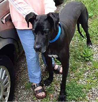 Lila-adopted may 2020