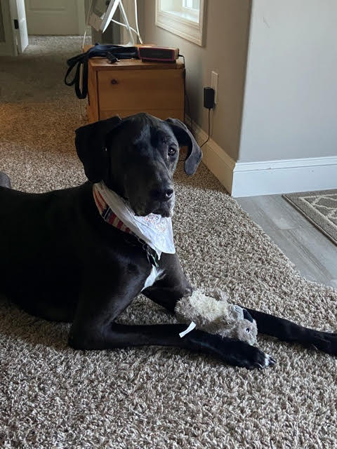 Haley -six-years-old- adopted Nov 2020