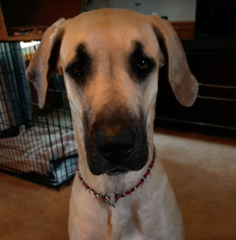 Carlie_1_year_old_fawn