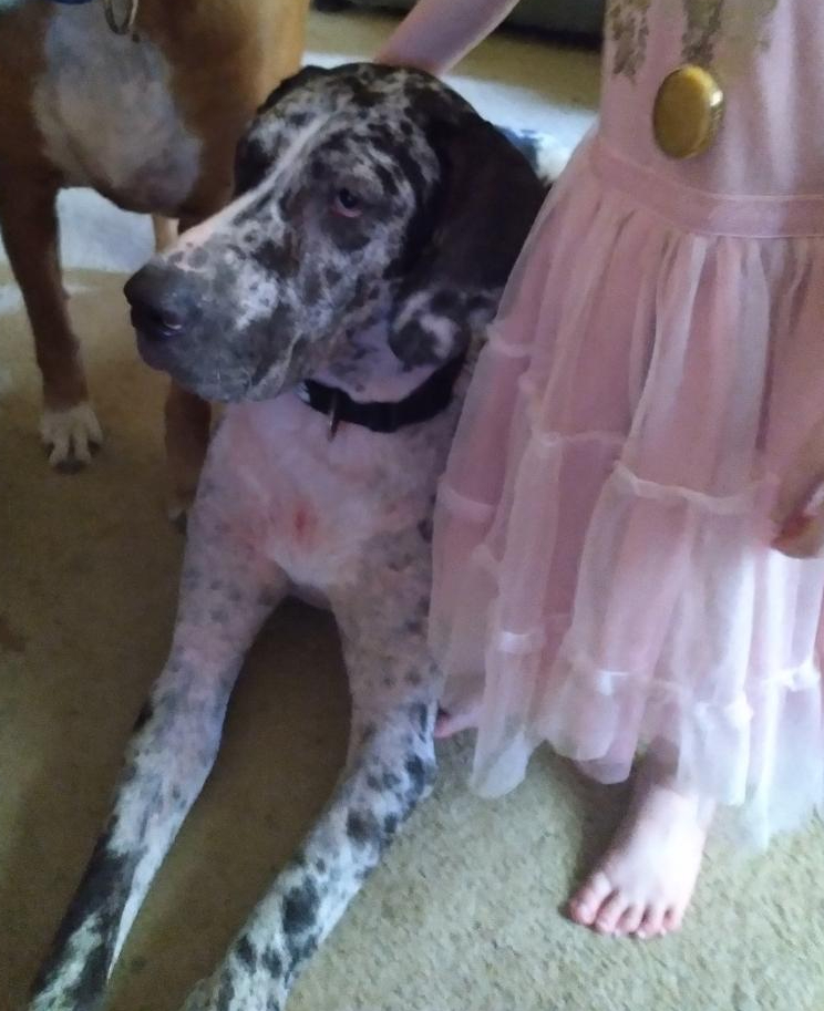 Athena- Adopted May 2021