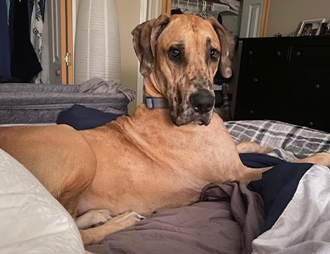 Hudson Adopted May 2021