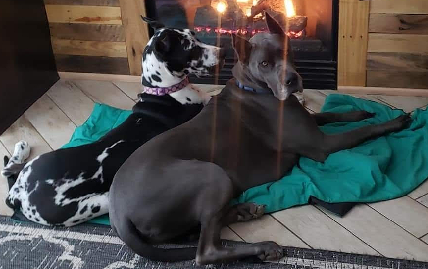 Drogo-4-year-old-male