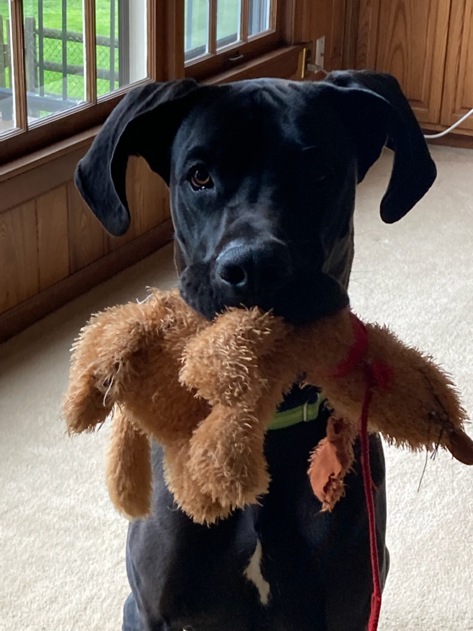 Bruce_adopted March 2022