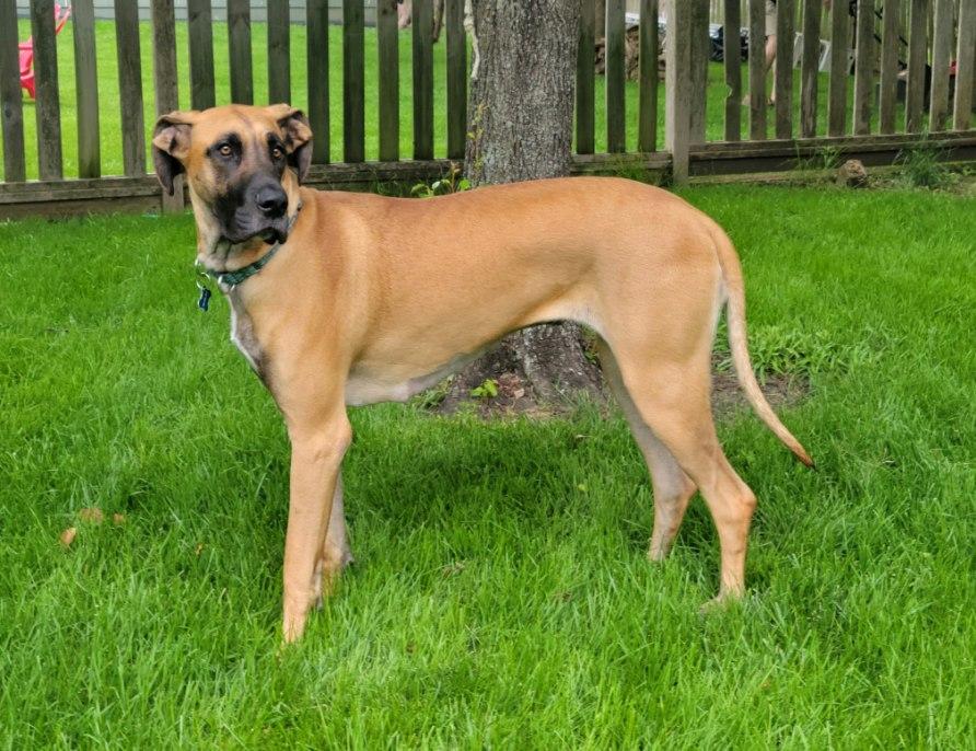 cookie-fawn-female-1-yo-1