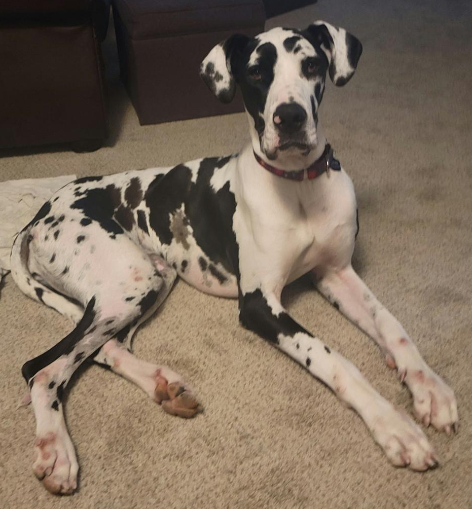 Brida 18 month Harl female