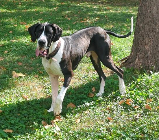 Bruno- Adopted Sep 2022 (1)