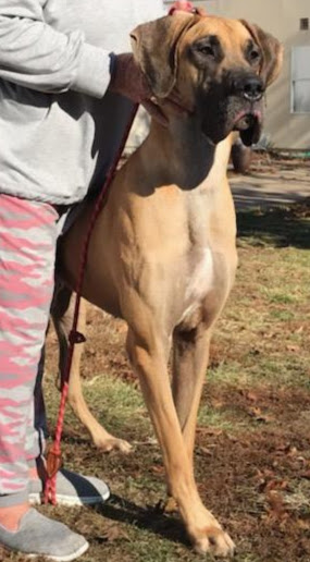 Ori-28 month old fawn female